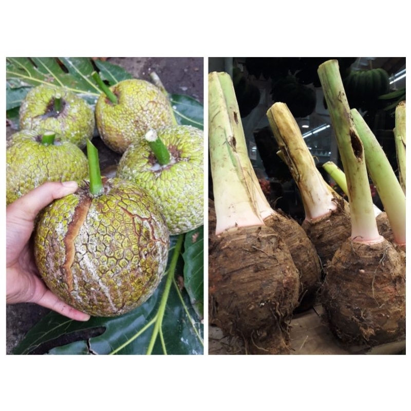 Jual Talas Ketan Bogor Buah Sukun Shopee Indonesia