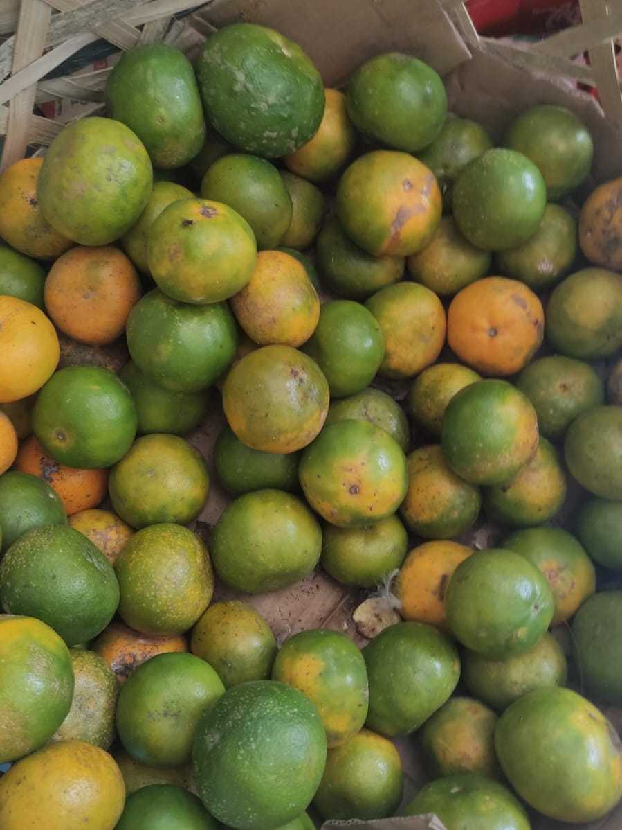 Jual jeruk lokal rasa yang segar dan manis, serta memiliki aroma yang ...