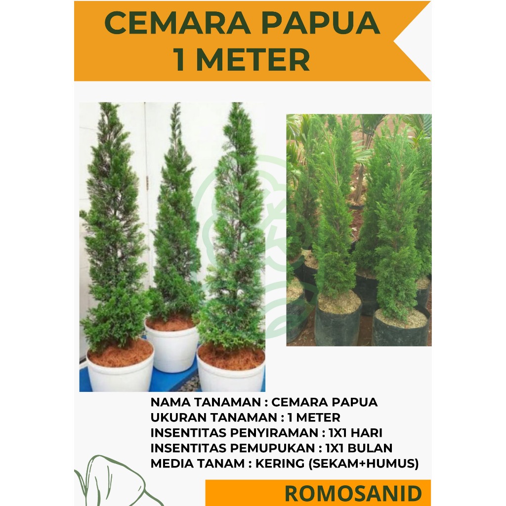 Jual cemara papua 1 meter - tanaman cemara papua 1 meter murah ...