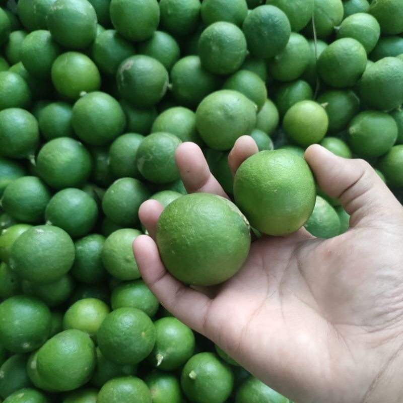 Jual Jeruk Nipis 1 kg BANYAK AIR khas Pasuruan | Shopee Indonesia