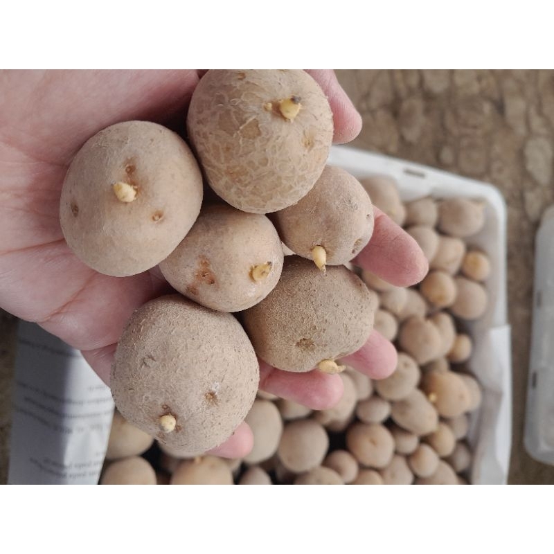 Jual Bibit kentang G1 granola L Shopee Indonesia
