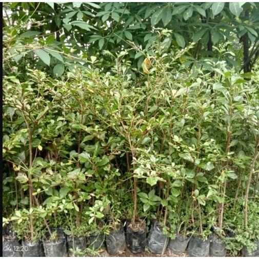 Jual Ketapang Kencana Ukuran +-50-80cm batang besar daun rimbu | Shopee ...