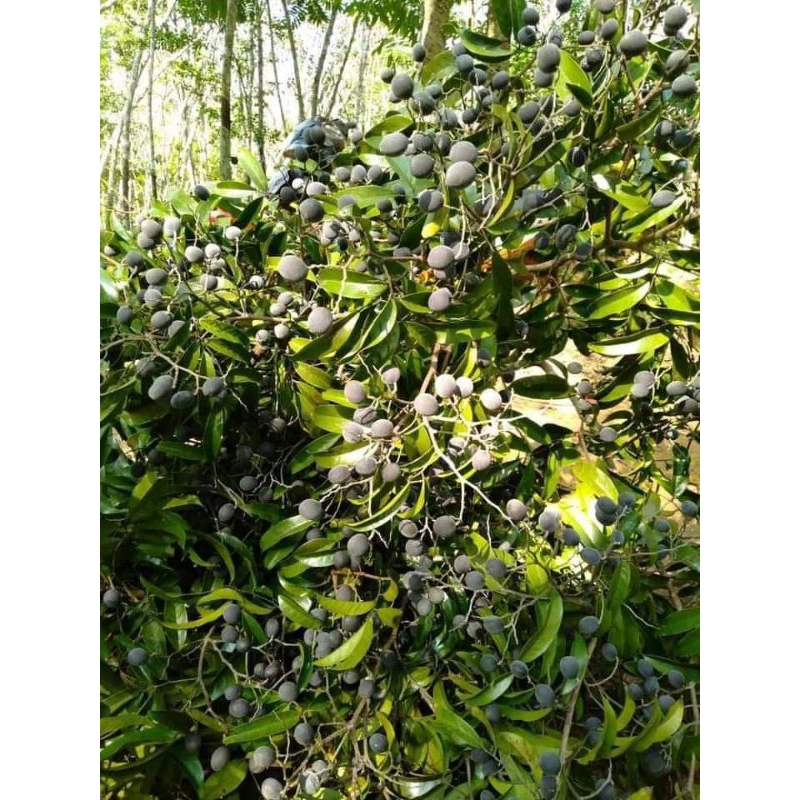 Jual Buah Keranji Terlengkap & Harga Terbaru Juli 2026 | Shopee Indonesia