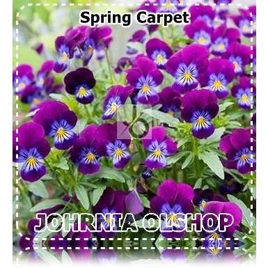 Jual Johrnia 3 Benih Biji Bunga VIOLA Spring Carpet | Shopee Indonesia