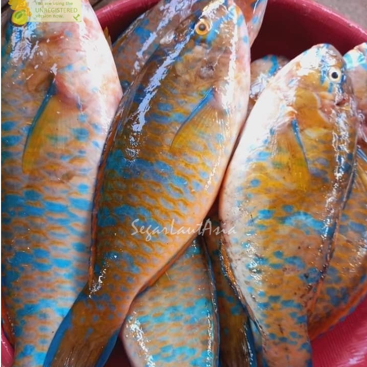 Jual Ikan Parot 1Kg Ikan Parot Segar Ikan Kaka Tua Ikan Napoleon Parot ...