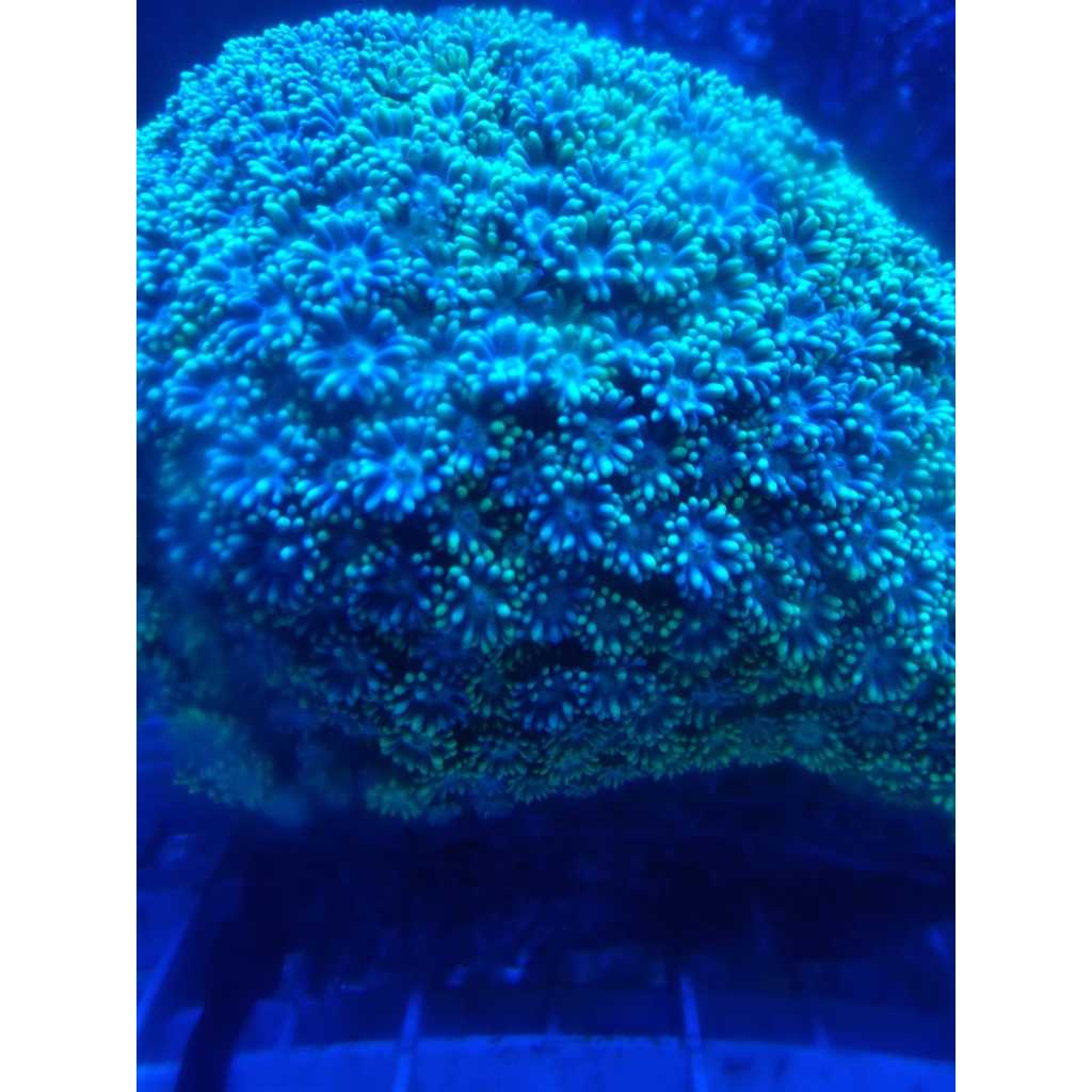 Jual Batu Hiu Terumbu Karang Coral Reef Shopee Indonesia