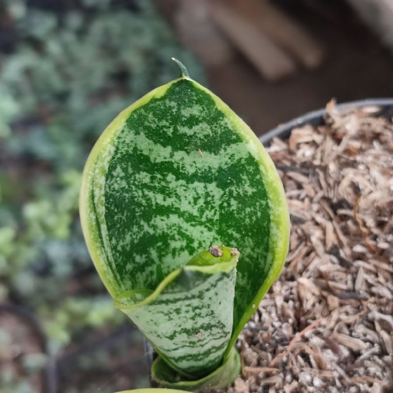 Jual Tanaman Sansevieria Sansivera Lidah Mertua Indoor Pagoda Twister ...