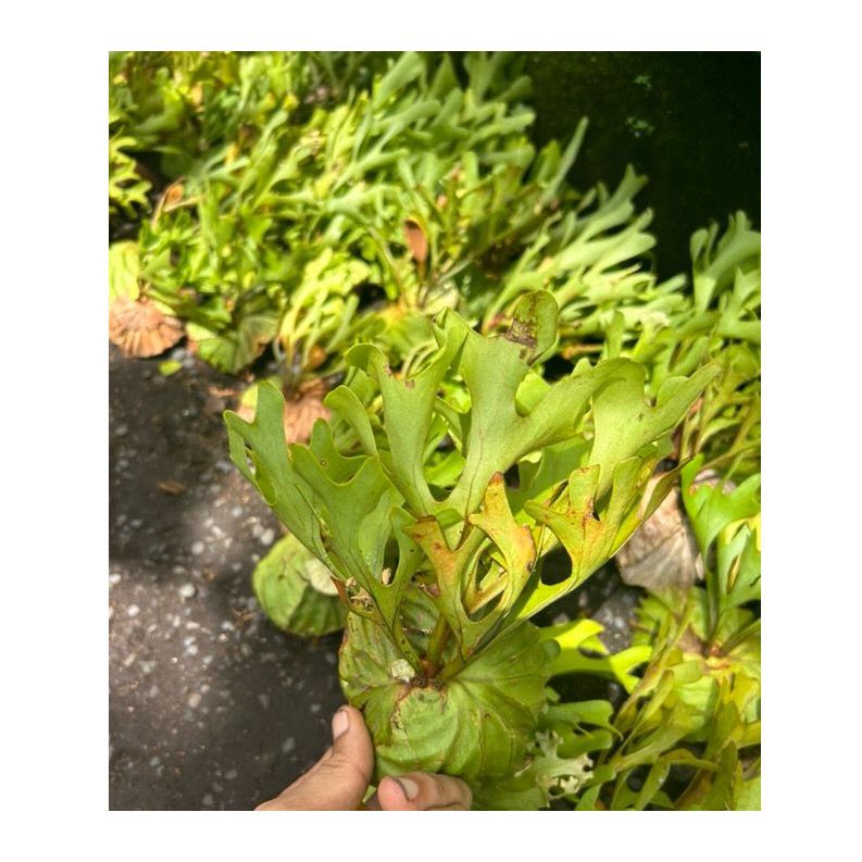 Jual Platycerium Redleyi / ridleyi/ tanduk rusa/ simbar menjangan ...