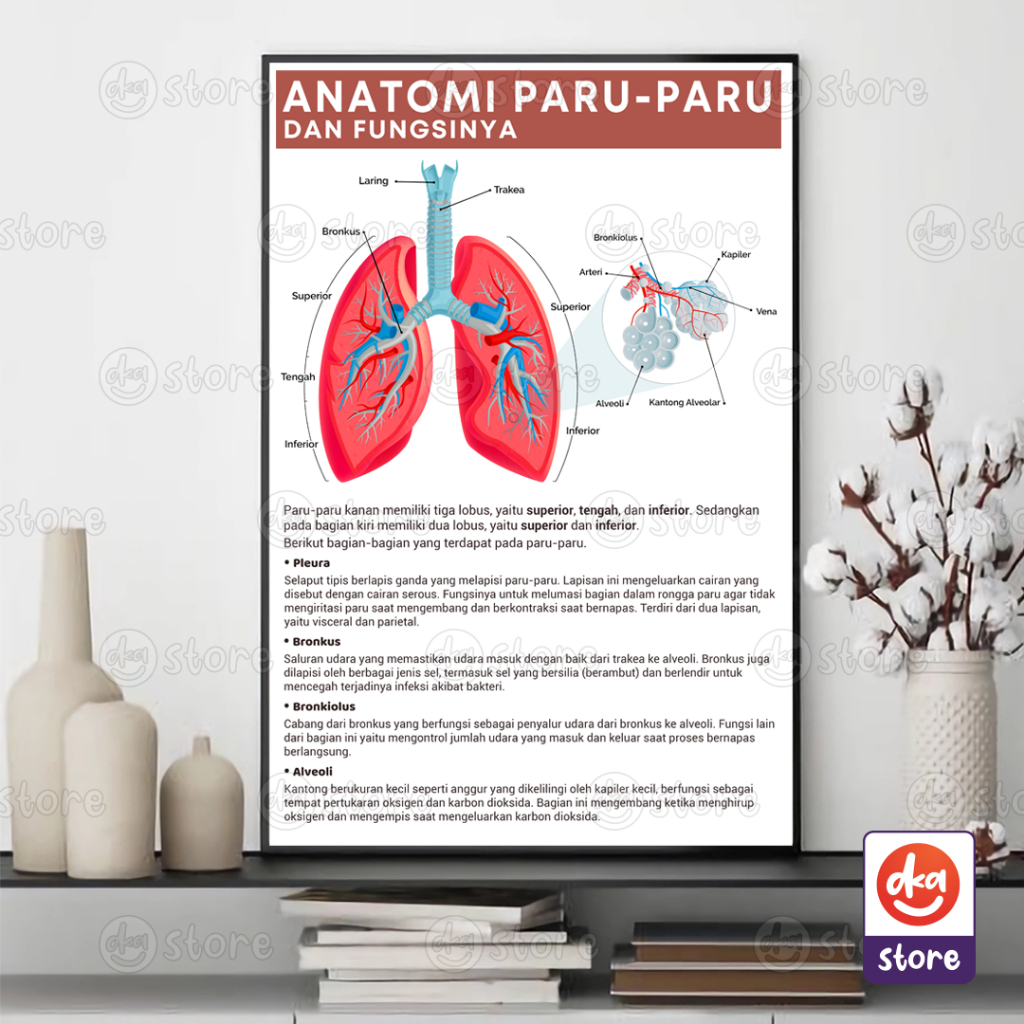 Jual Poster Edukasi Anatomi Fisiologi Gambar Informasi Kesehatan