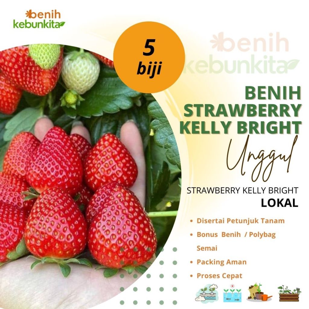 Jual Benih Strawberry Kelly Bright Biji Buah Strawberry | Shopee Indonesia