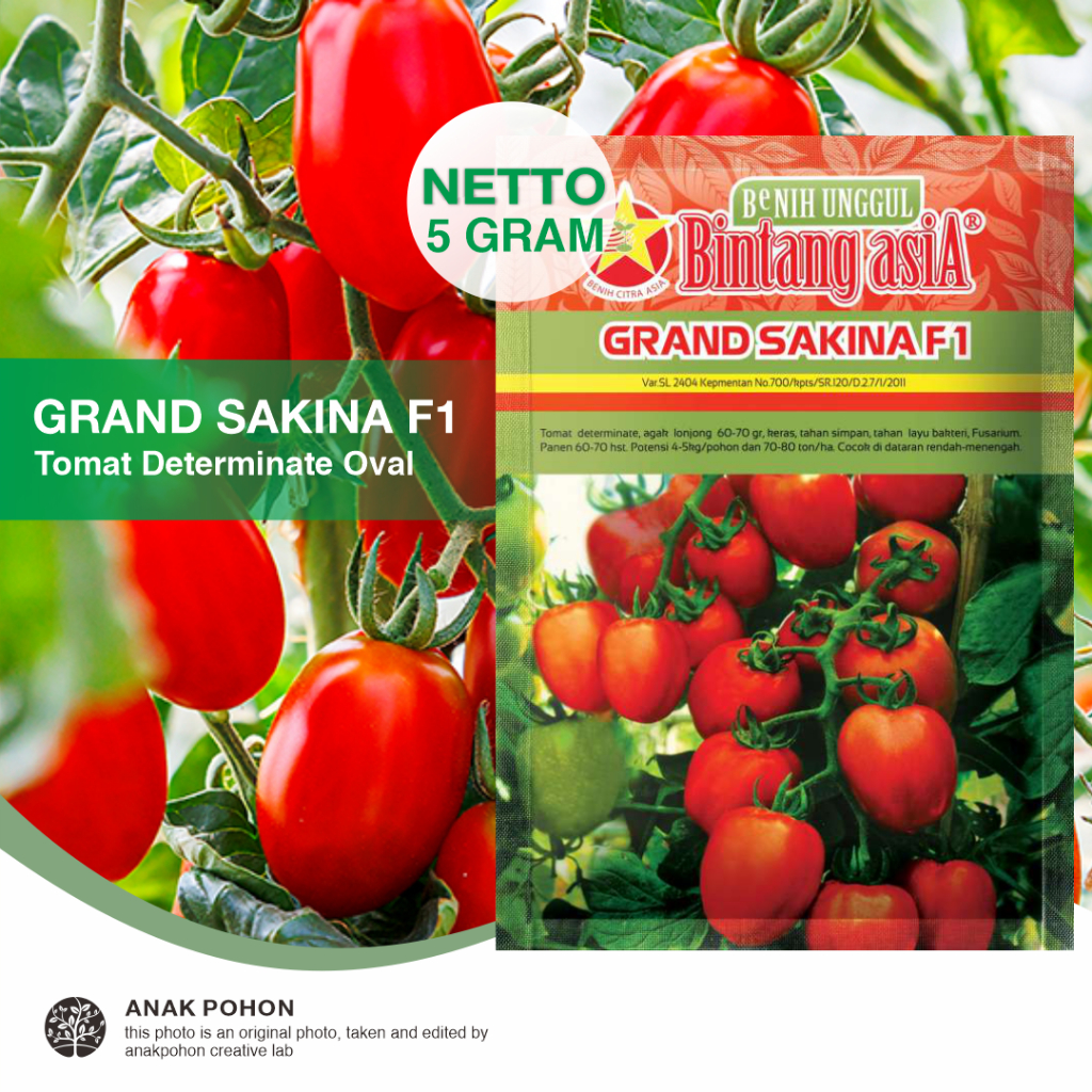 Jual (1 PACK) Benih Tomat GRAND SAKINA F1 Merah Lonjong Determinate ...