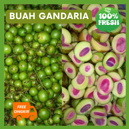 Jual Buah Gandaria Jatake Mentah Segar Shopee Indonesia 