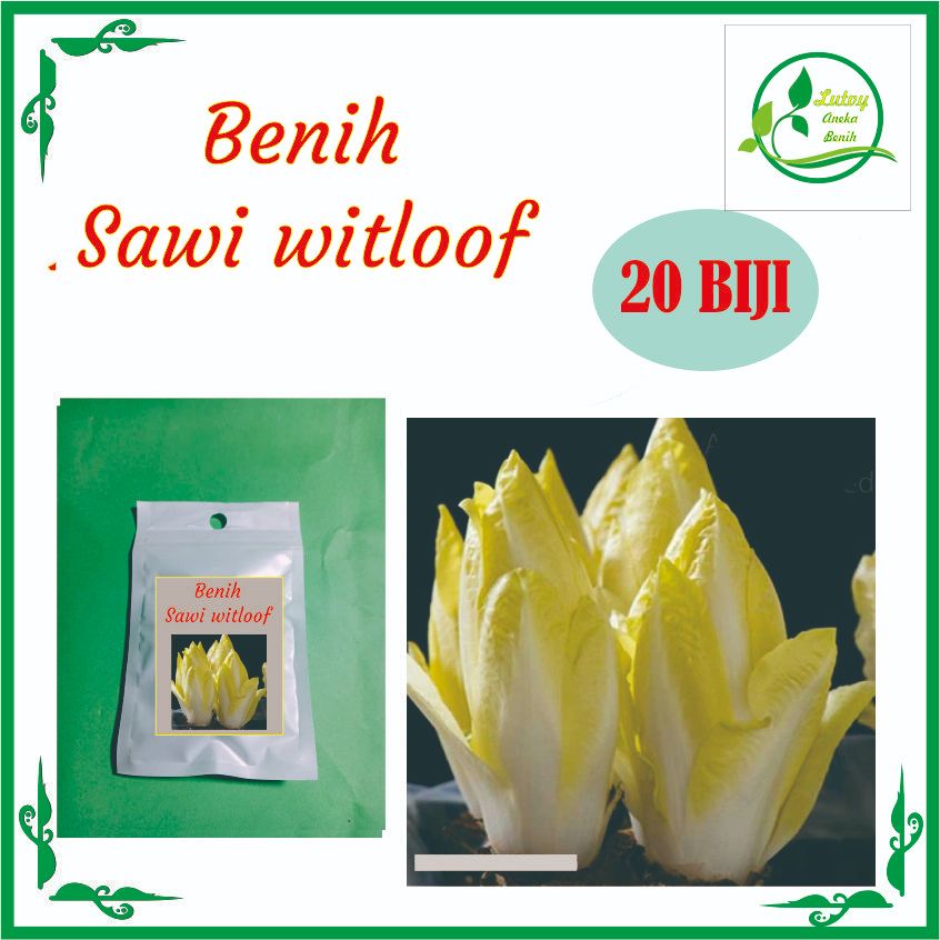 BENIH SAWI WITLOOF ISI 20 BIJI