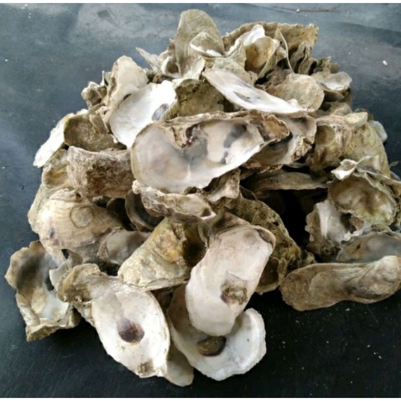 Jual Media filter oyster shell / kulit kerang kemasan waring | Shopee ...