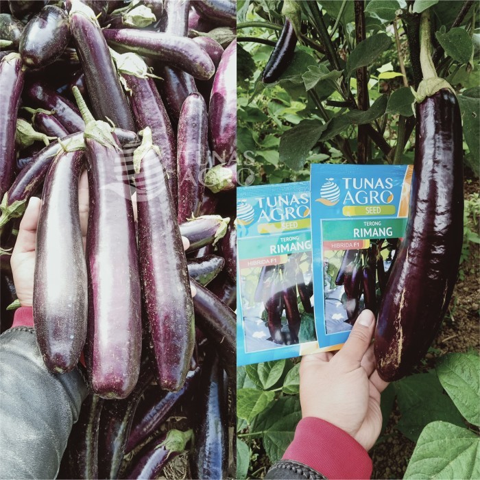 Jual BENIH TERONG UNGU TAHAN VIRUS RIMANG F1 TUNAS AGRO Urban Farming ...