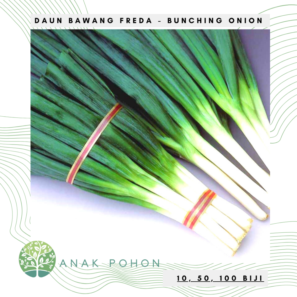 Jual Benih Bibit Biji Daun Bawang Freda Bunching Onion Seeds