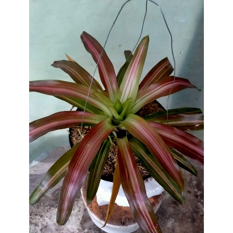 Jual Tanaman tree color atau tiga warna | Shopee Indonesia