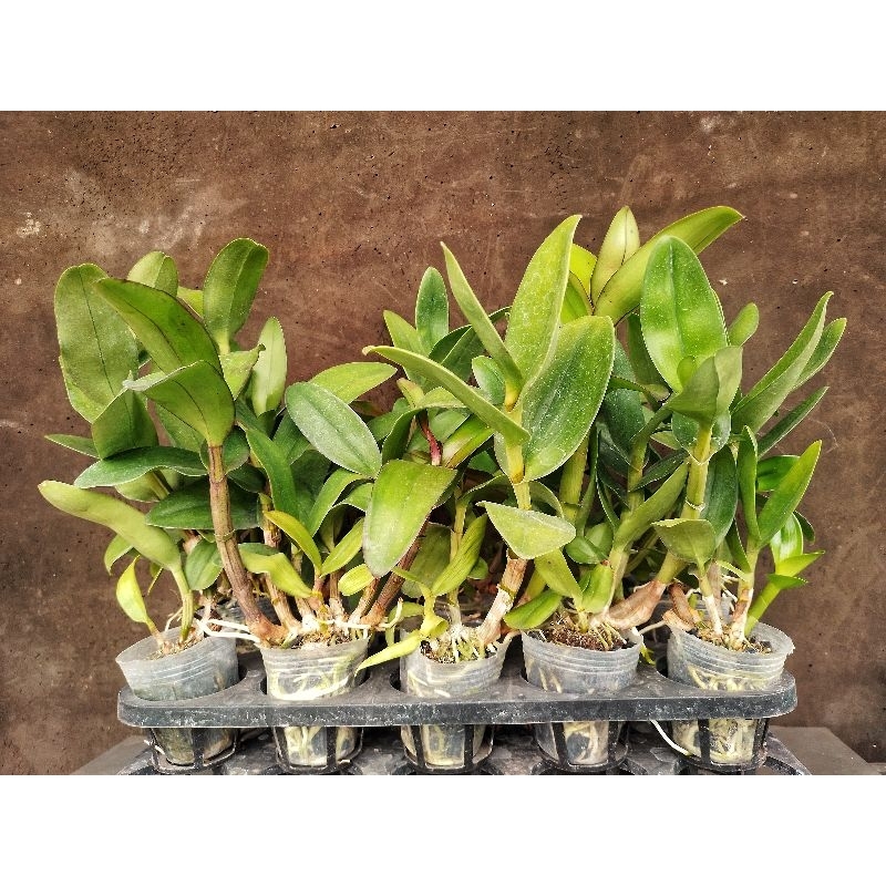 Jual Paket 15 pot Anggrek Dendrobium Keriting | Dendrobium Osua Trikora ...