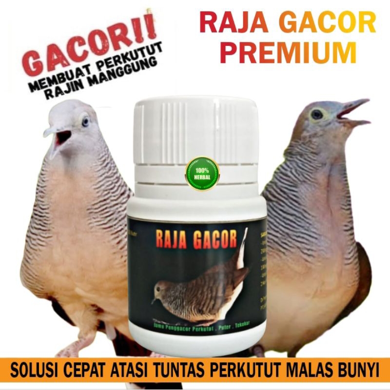 Jual PROMO !!! JAMU PERKUTUT RAJA GACOR PREMIUM isi 100 pil apbn ...