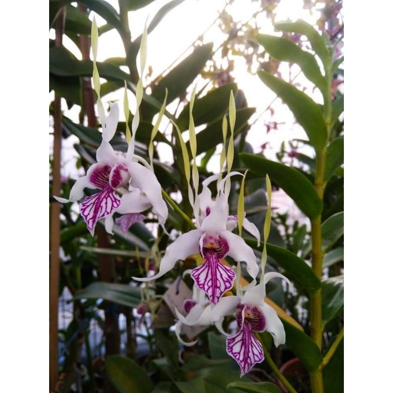 Jual bibit Dendrobium Stratiotes botolan | Shopee Indonesia