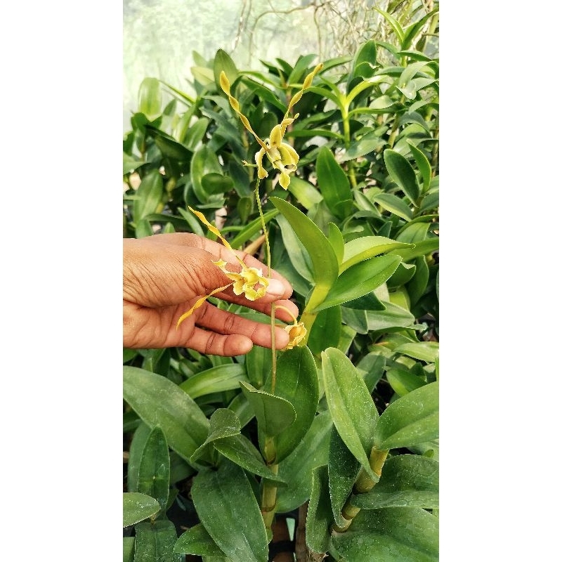 Jual Dendrobium Osua Trikora | (Sutiknoi x Mussauense) | Berbunga ...