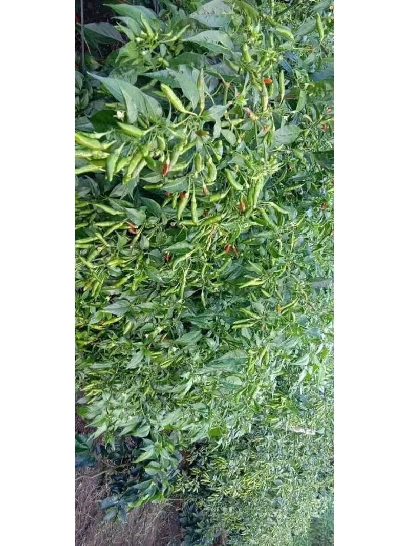 Jual Bibit Rabai Rawit Varietas 22 (Caplak Setan) | Shopee Indonesia
