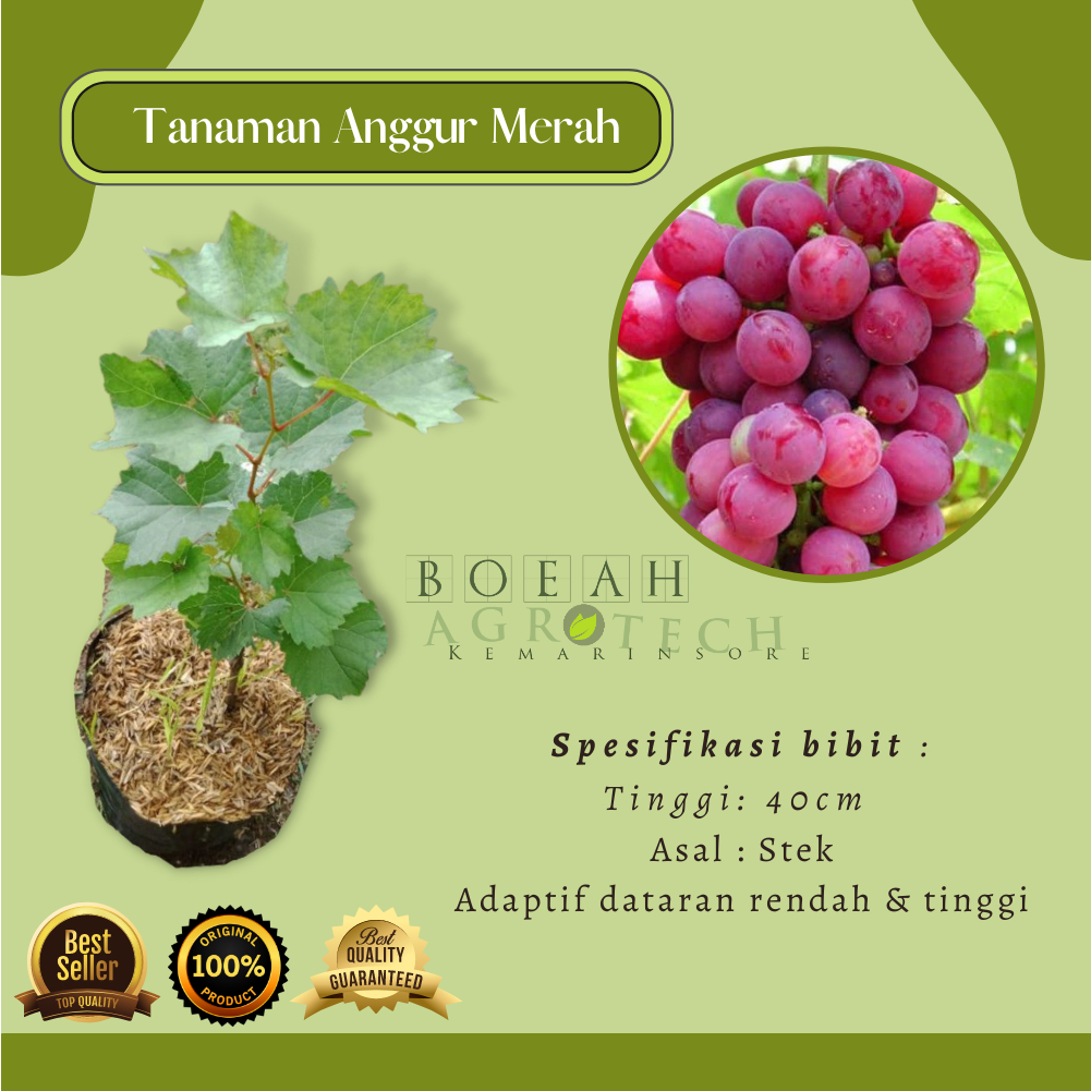 Jual Bibit Tanaman Buah Anggur Merah Lokal Jenis Isabella Shopee