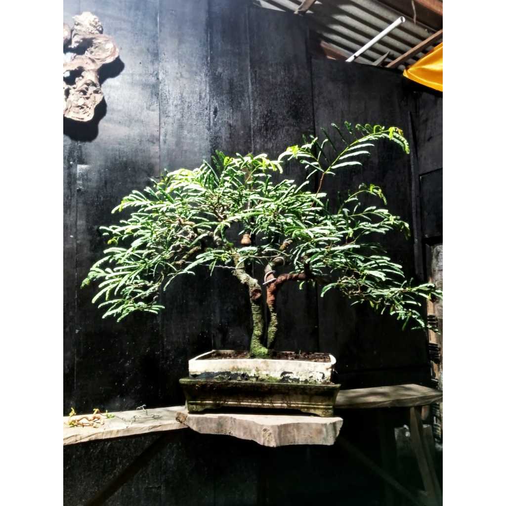 Jual Bonsai Asam Jawa | Shopee Indonesia