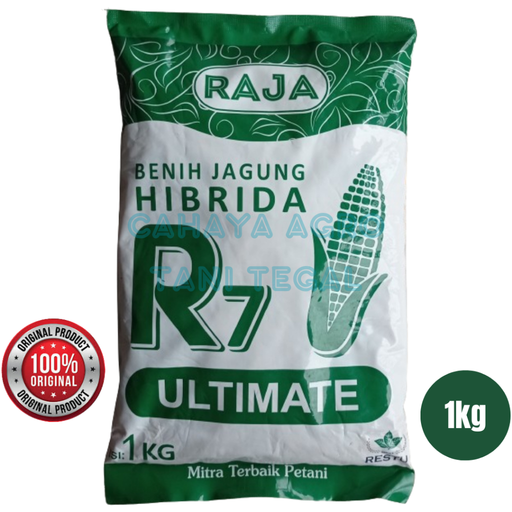 Jual Benih jagung hibrida R7 ULTIMATE isi 1kg dari RAJA | Shopee Indonesia
