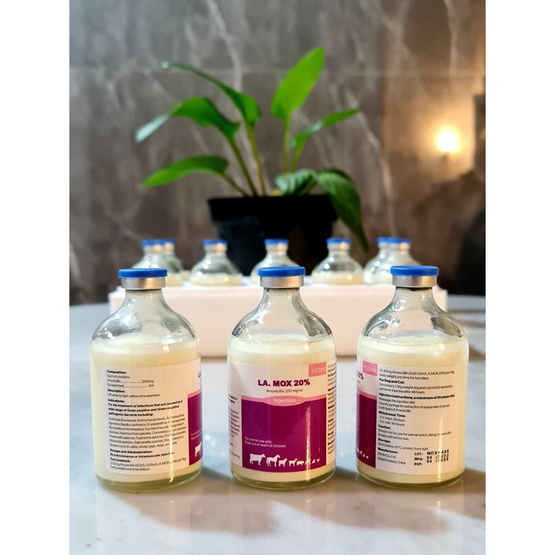 Jual LA MOX 20% - Antibiotik untuk pengobatan PMK dan Lato Lato Sapi ...