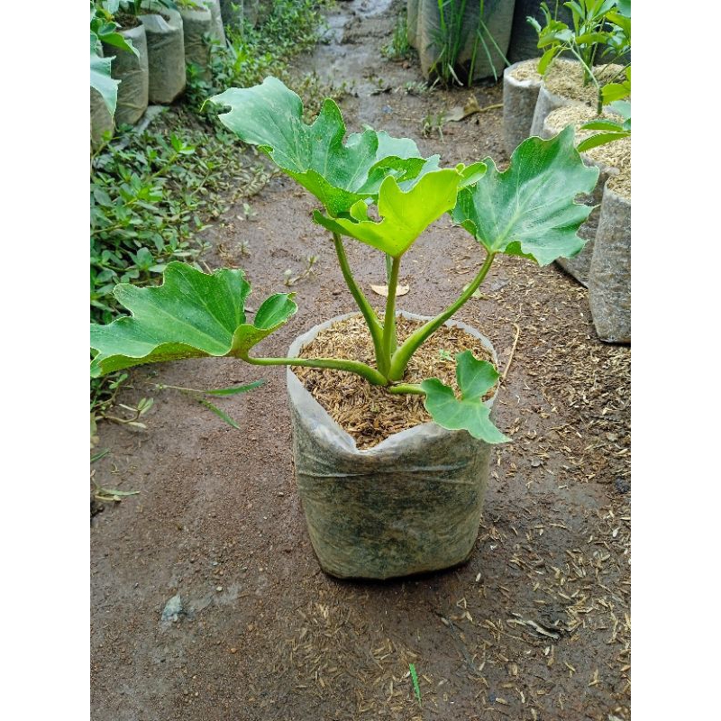 Jual Philodendron Selloum Tanaman Hias Philodendron Pohon Dendrum ...