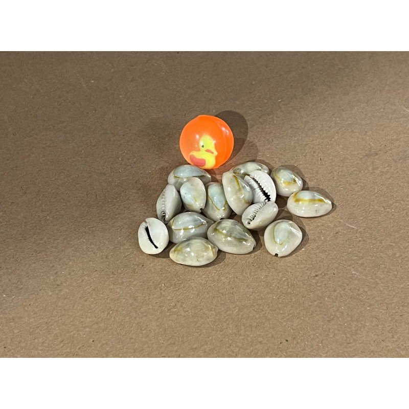 Jual bekel ukuran27+15pcs kerang | Shopee Indonesia