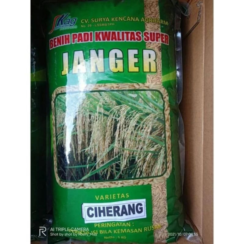 Jual BENIH PADI CIHERANG 01,BIBIT PADI CIHERANG,kemasan 1kg | Shopee ...