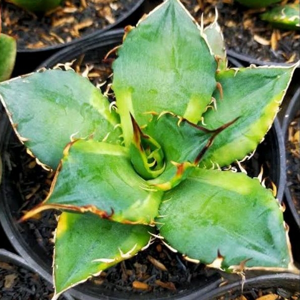 Jual Sukulen Agave Titanota 
