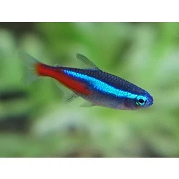 Neon Tetra  Aquarium Fish India