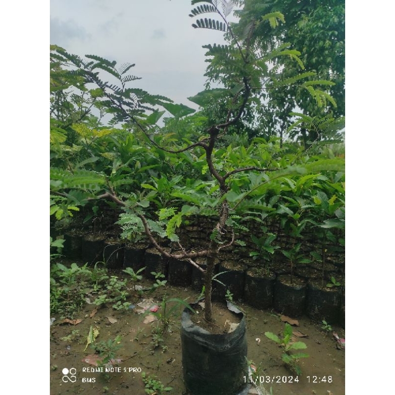 Jual bonsai asam jawa unik | Shopee Indonesia