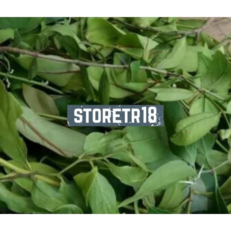 Jual Daun Benalu Pohon Mindi Segar Paket 1 Kg | Shopee Indonesia