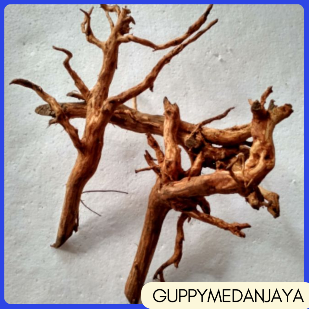 Jual akar kayu aquascape rasamala size medium - besar / kayu rasamala ...