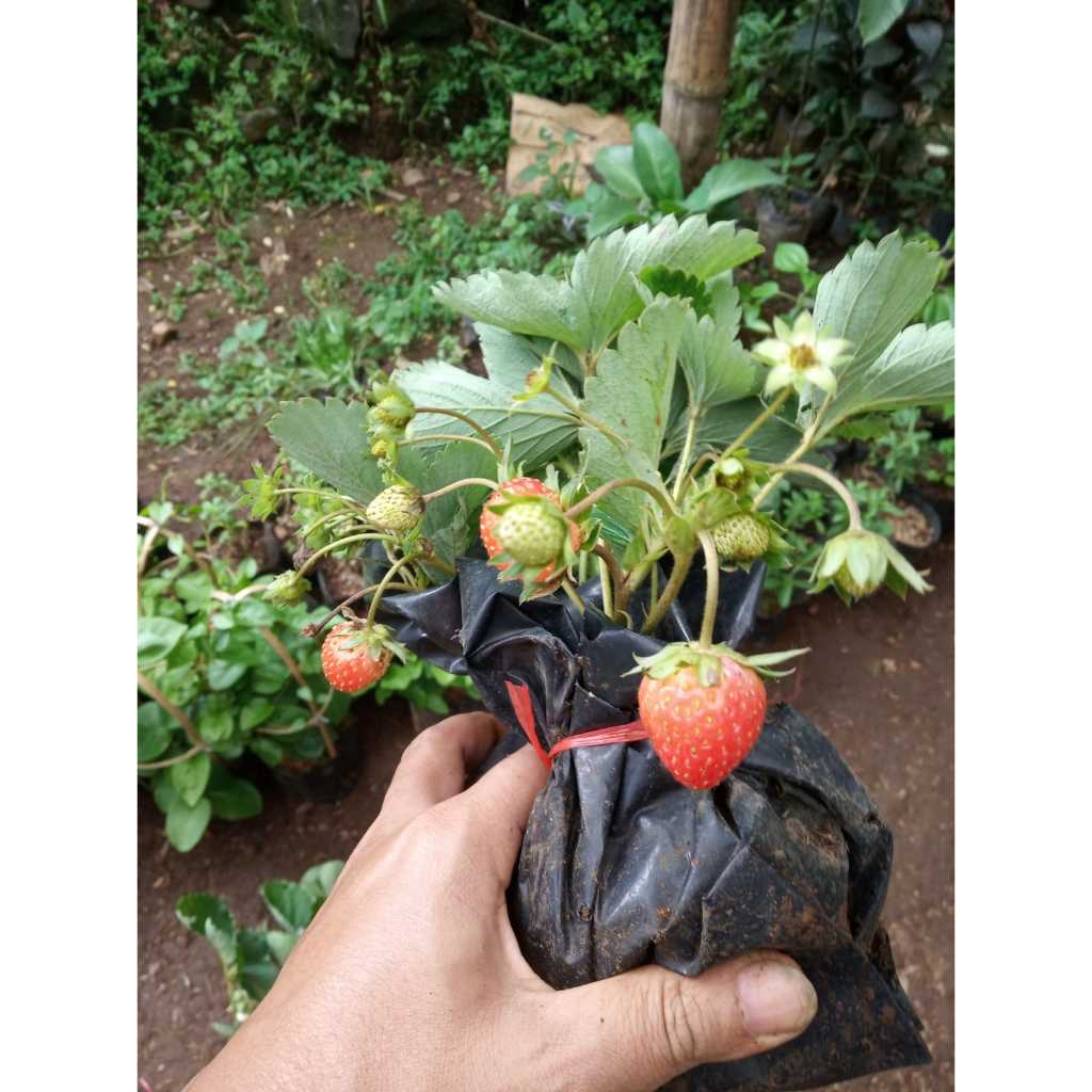 Jual Bibit Strawbery California - Tanaman Buah Tabulampot Pohon ...