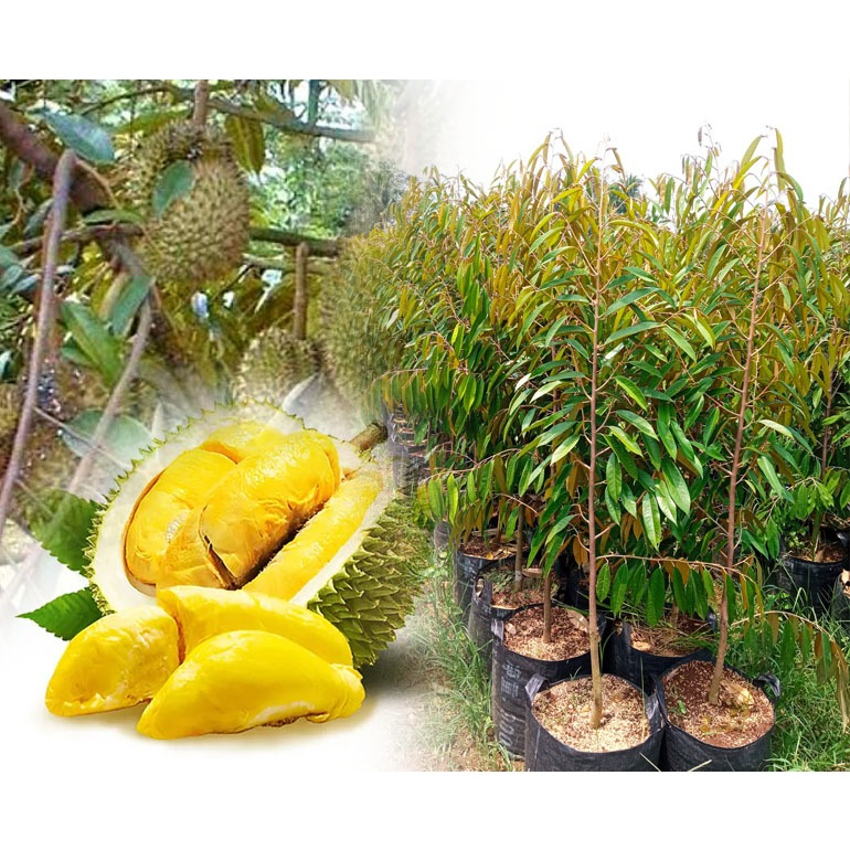 Bibit Durian Musangking Super Unggul | Pohon Durian musang king Okulasi
