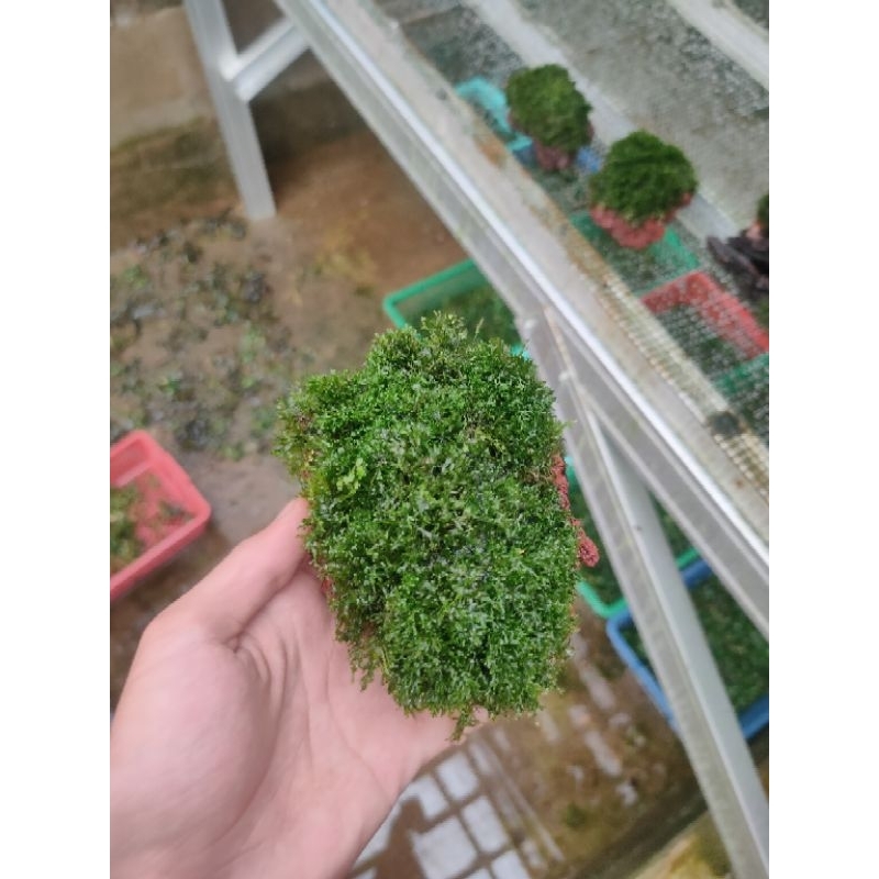 Jual Batu Lavarock Moss Ricardia Aquascape Aquarium Tanaman Air Shopee Indonesia