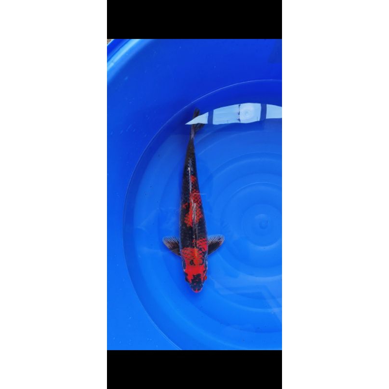 Jual KOI KURO GOSHIKI SZ 46 CM | Shopee Indonesia