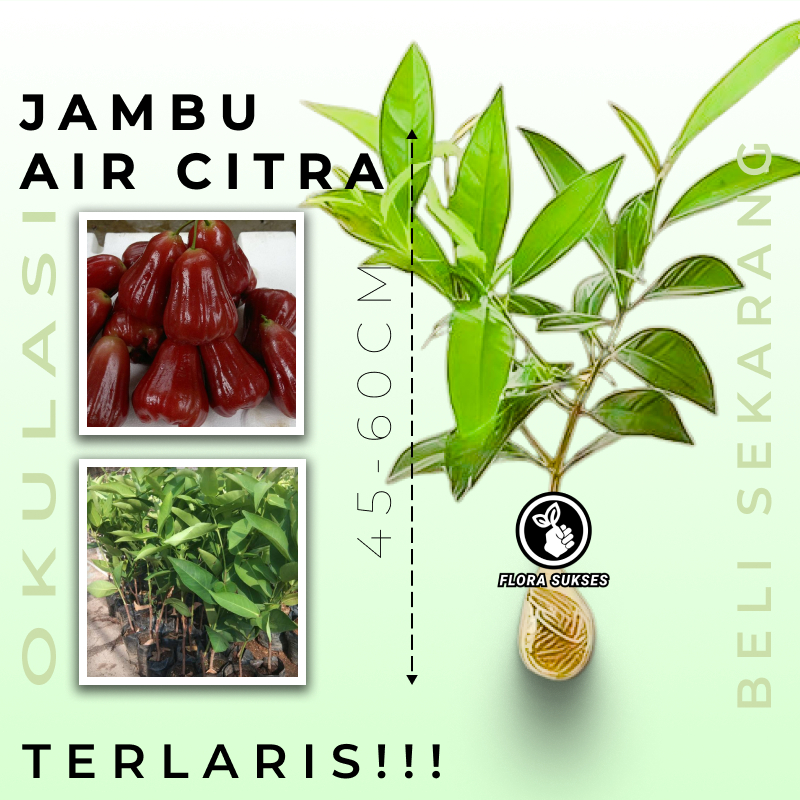 Bibit Tanaman Jambu Citra Okulasi Bibit Jambu Citra Manis