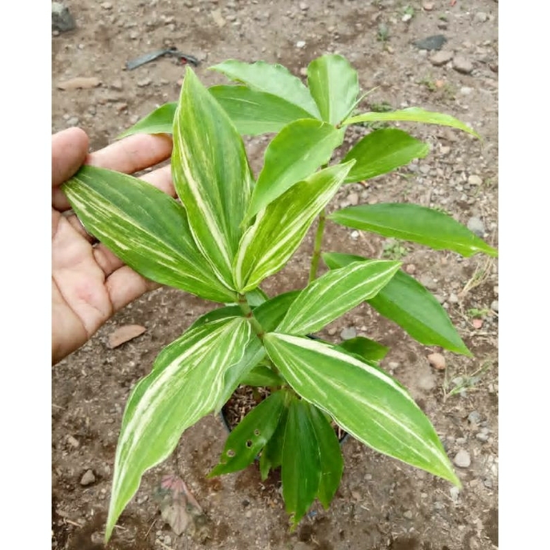 Jual tanaman pacing pentul varigata pacing putih | Shopee Indonesia