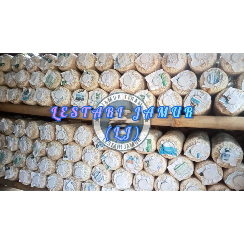 Jual Baglog Jamur Tiram Siap Panen Ukuran 20x35 Berat 1 4 1 5 Kg