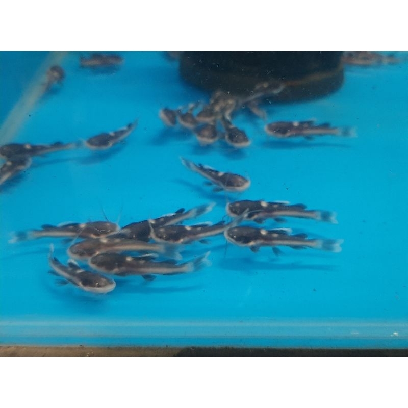 Jual Ikan RTC 3 cm Khusus Ojek | Shopee Indonesia