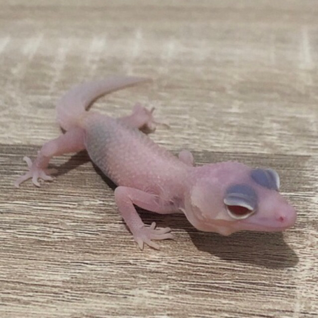 Jual Custom Gecko Blizzard ( B 24-1 ) | Shopee Indonesia
