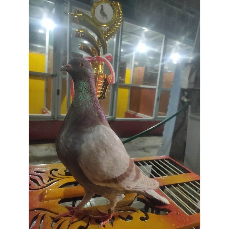 Jual Merpati Kolongan Terlengkap & Harga Terbaru Agustus 2026 | Shopee ...
