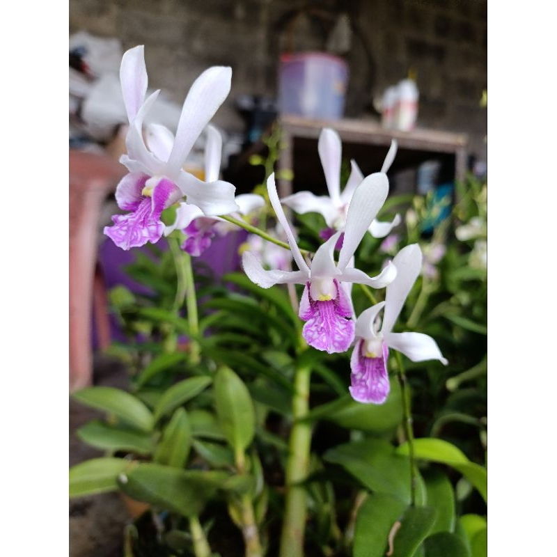 Jual Dendrobium Rabbit White Lip Violet | Shopee Indonesia