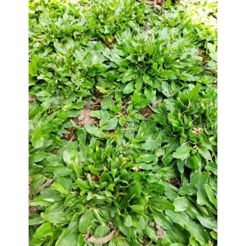 Jual RUMPUT HALAMAN RUMPUT GAJAH MINI PER 3 METER | Shopee Indonesia